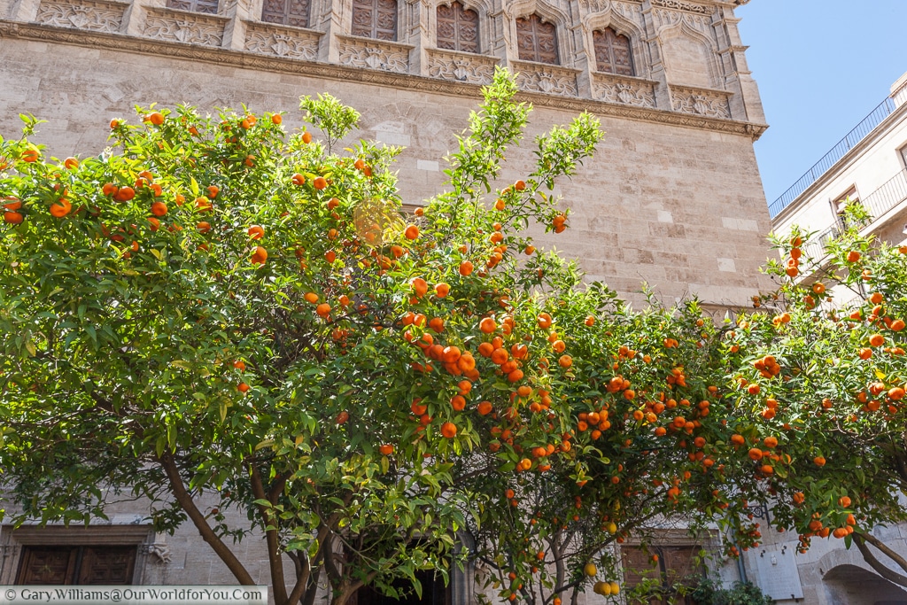 Oranges in the garden of the Silk Exchange, Valencia, Spain