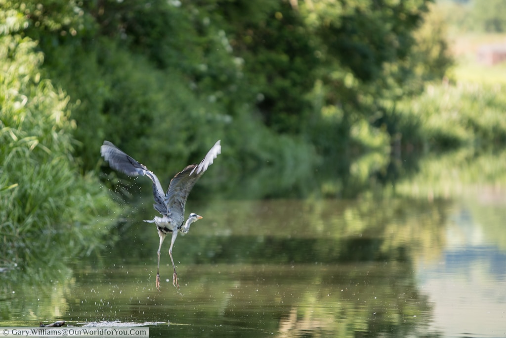 A heron takes flight over the Kennet & Avon Canal, England, United Kingdom