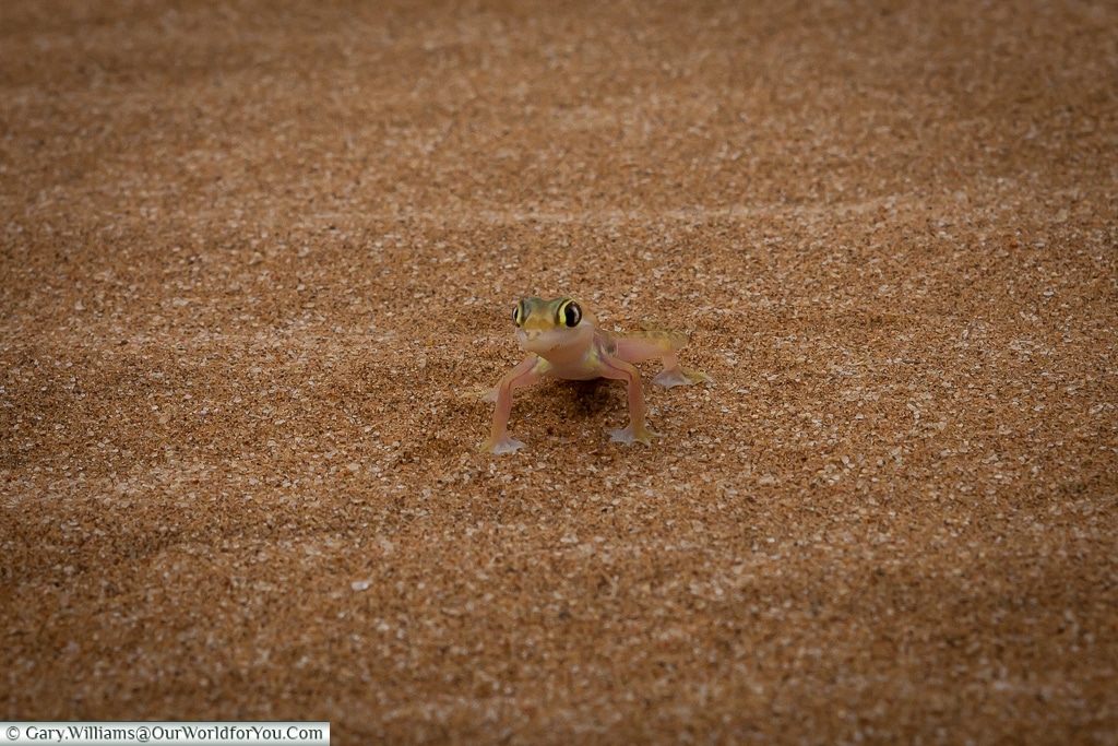 A Palmato Gecko or Namib sand gecko, Living Desert Adventures, Walvis Bay, Swakopmund, Namibia