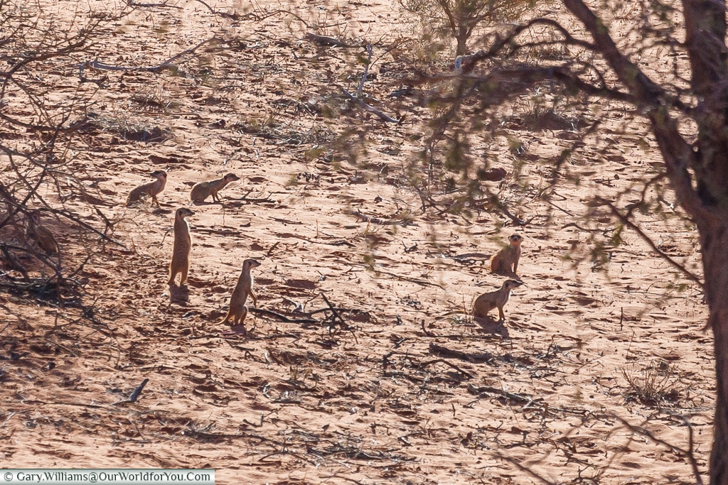 A meerkat family, Morning Game Drive, Bagatelle Kalahari Game Ranch, Namibia