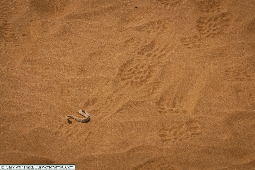 A sidewinder snake compared to a normal footprint, Living Desert Adventures, Walvis Bay, Swakopmund, Namibia