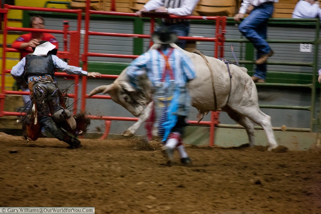 Being charged down at the Stockyards Championship Rodeo, Fort Worth, Texas