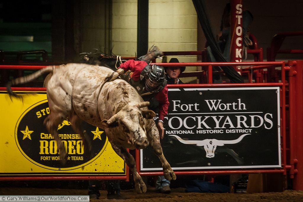 A bull rider at the Stockyards Championship Rodeo, Fort Worth, Texas