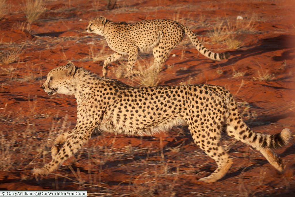 Cheetahs in flight, Bagatelle Kalahari Game Ranch, Namibia