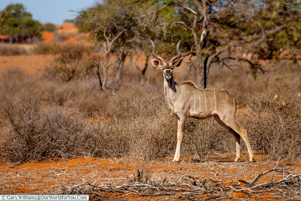 Kudu, Bagatelle Kalahari Game Ranch, Namibia