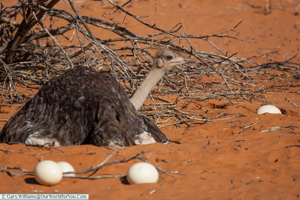 Ostrich guarding its nest, Bagatelle Kalahari Game Ranch, Namibia