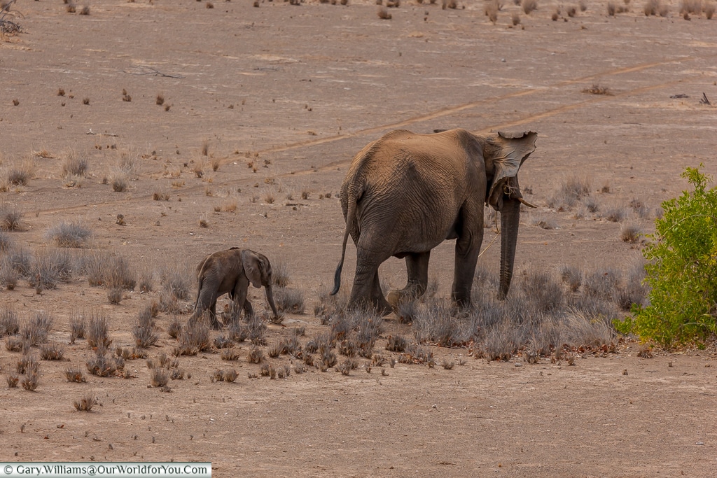 Wandering on, desert elephants, Kunene Region, Namibia