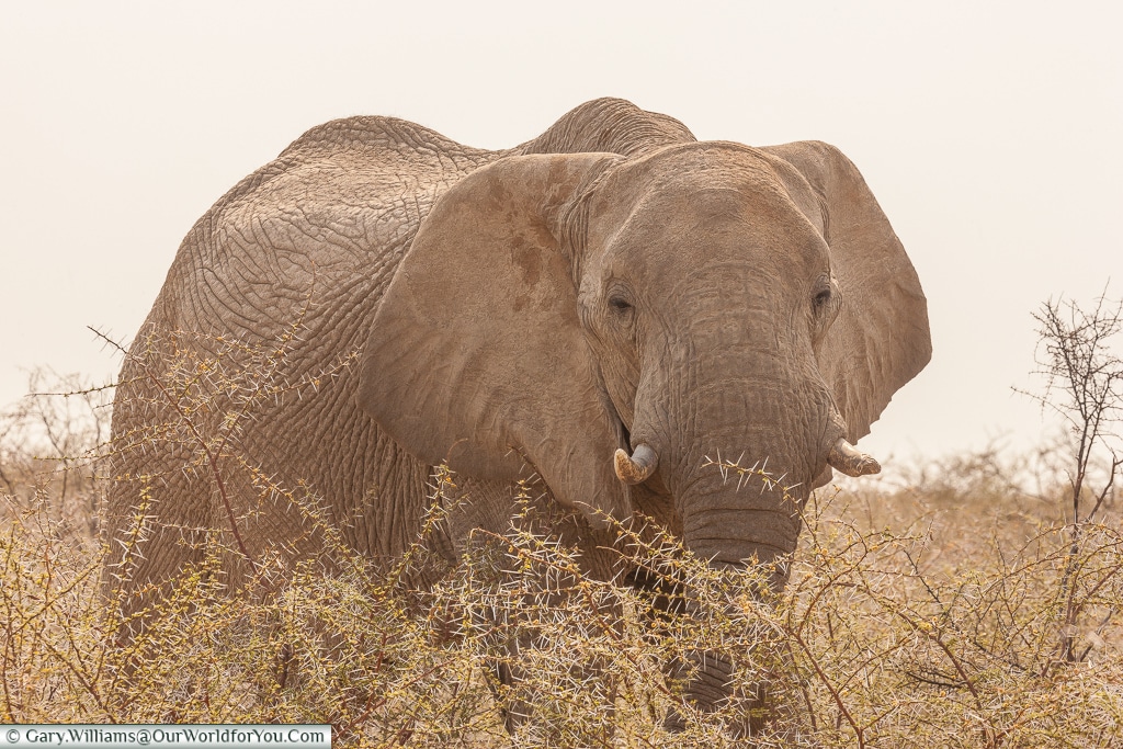A big bull elephant, Etosha, Namibia