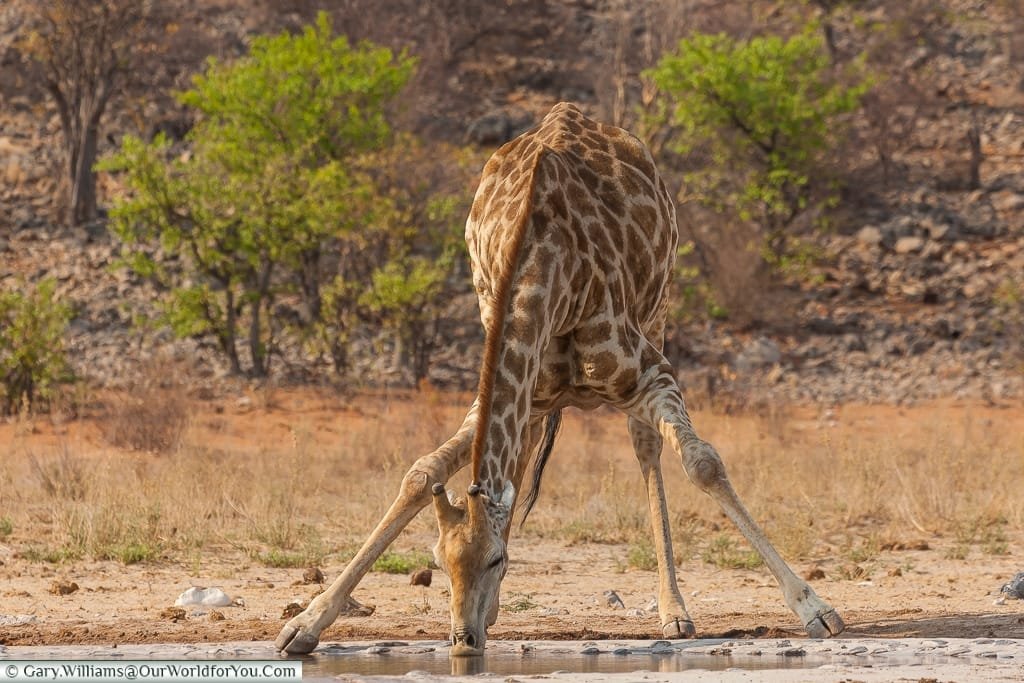 A giraffe stooping for a drink, Etosha, Namibia