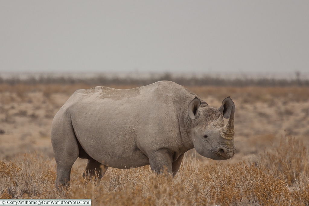 A rhino - approach with caution, Etosha, Namibia