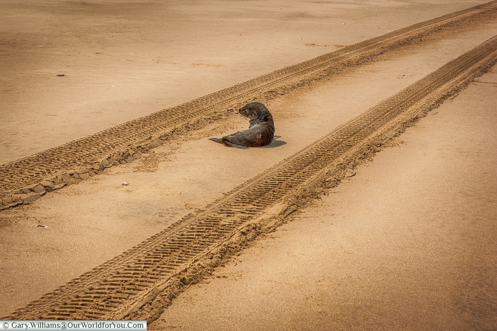 A seal, Wavis Bay, Namibia