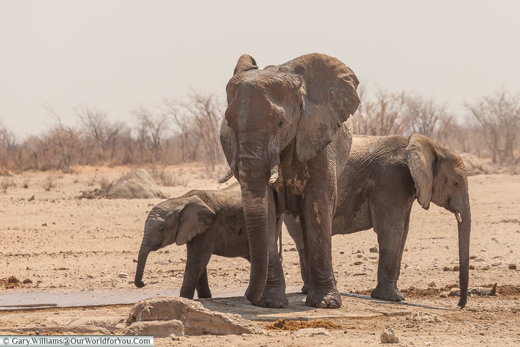 A small group of elephants, Etosha, Namibia