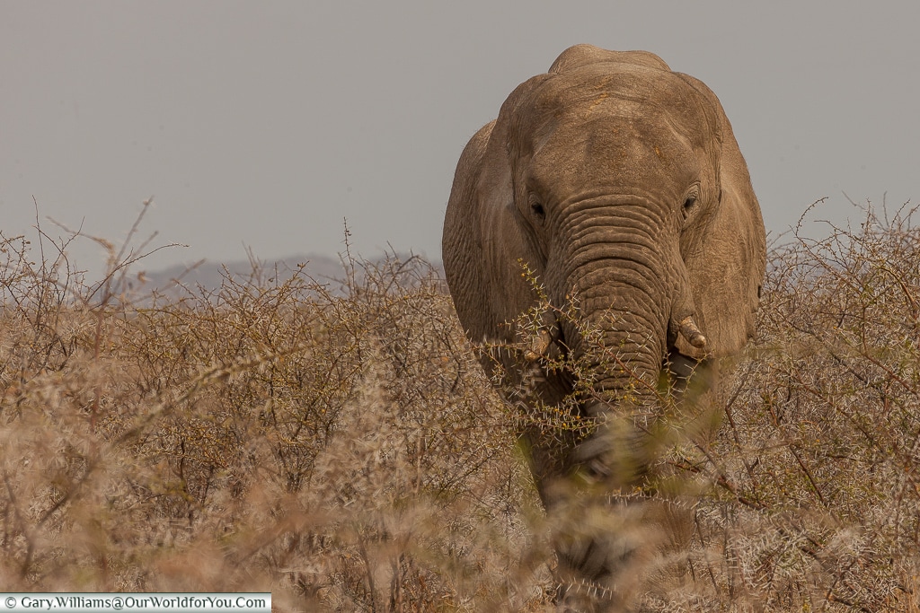 An elephant checking us out, Etosha, Namibia