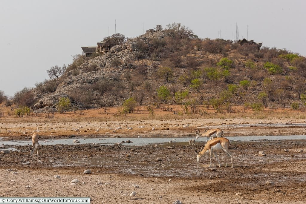 Dolomite camp & its watering hole, Etosha, Namibia