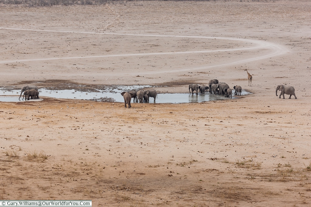 Elephants at the watering hole, Etosha National Park, Namibia