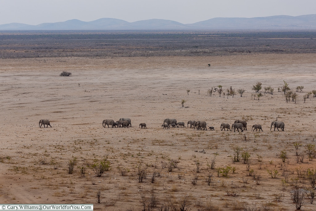 Elephants on the plain - moving on, Etosha National Park, Namibia