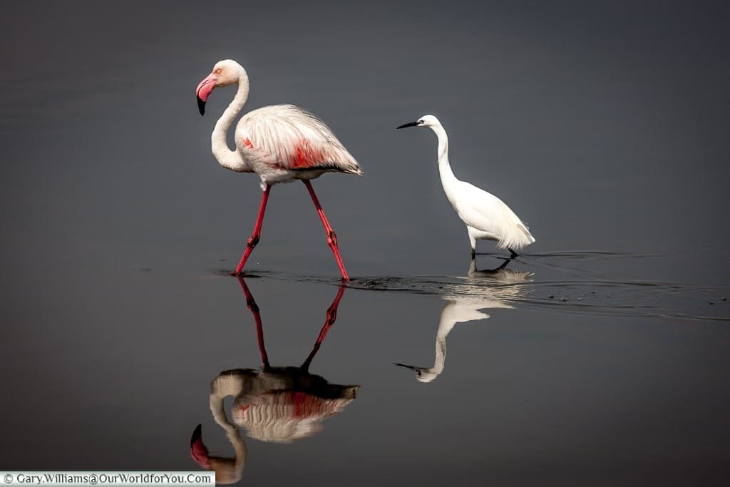 Feathered friends, Swakopmund, Namibia