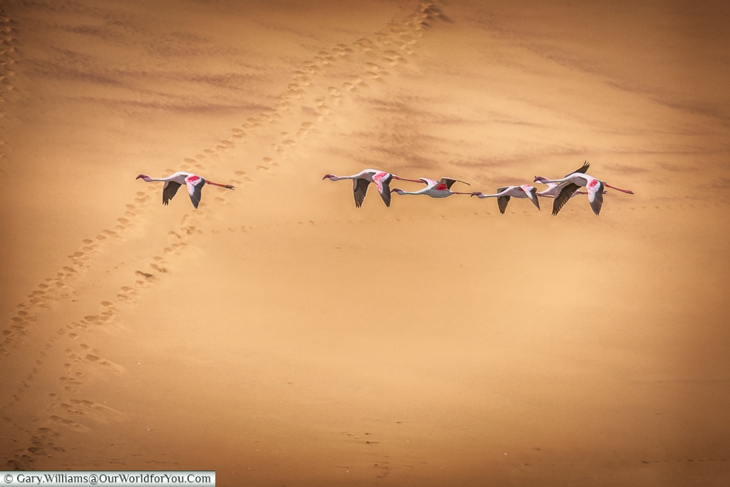 Flamingos in flight, Sandwich Bay, Namibia