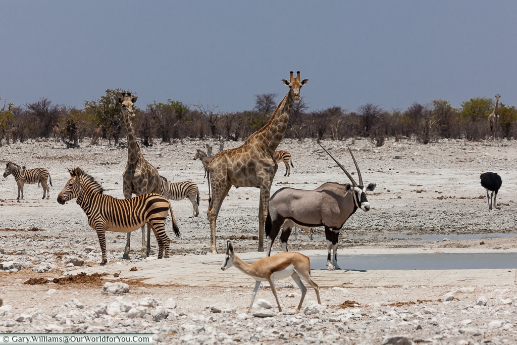 Spotted at the watering hole, Etosha National Park, Namibia