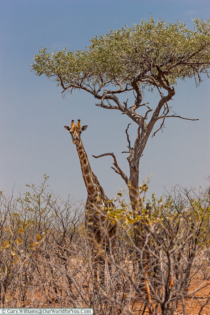 The giraffe & the tree, Etosha National Park, Namibia