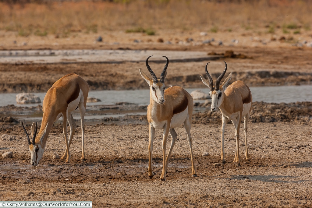 Three springbok by a watering hole, Etosha, Namibia