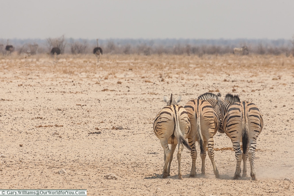 Zebras sharing a joke, Etosha, Namibia