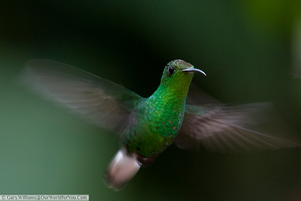 A Coppery Headed Emerald hummingbird in flight