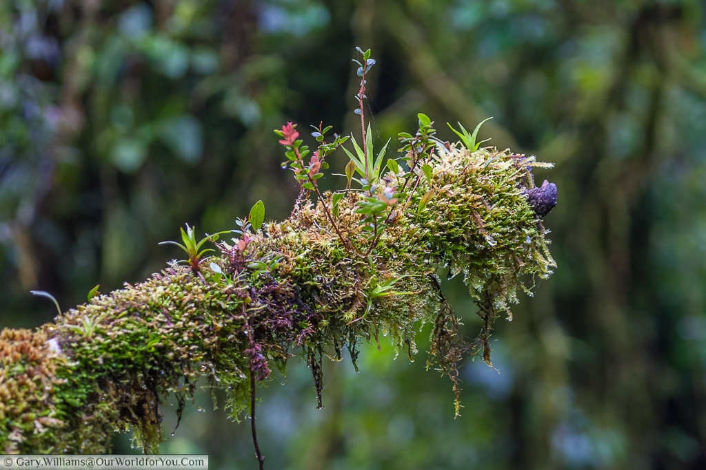 The high humidity in the cloud forest ensures life flourishes.