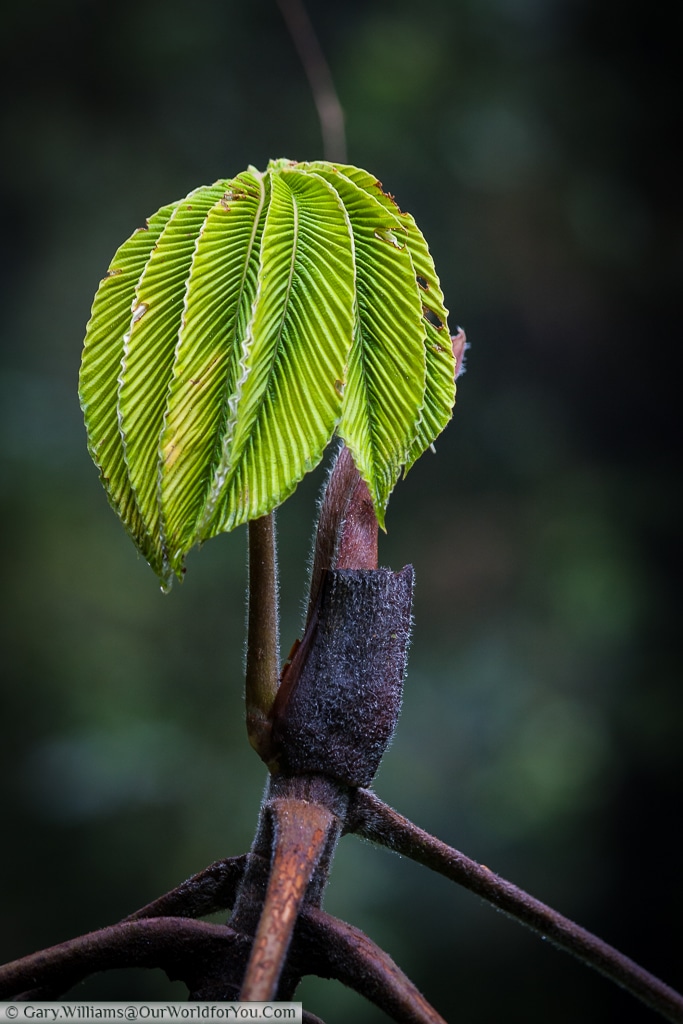 Fresh shoots of life, deep in the cloud forests of Monteverde.