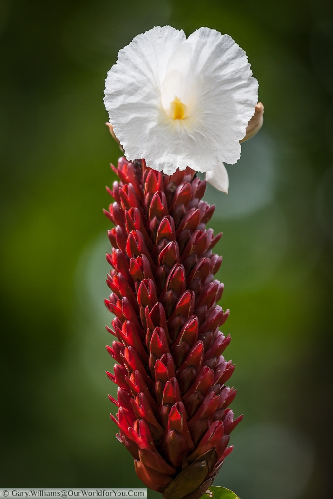 Delicate white flowers open out from the vibrant red head.