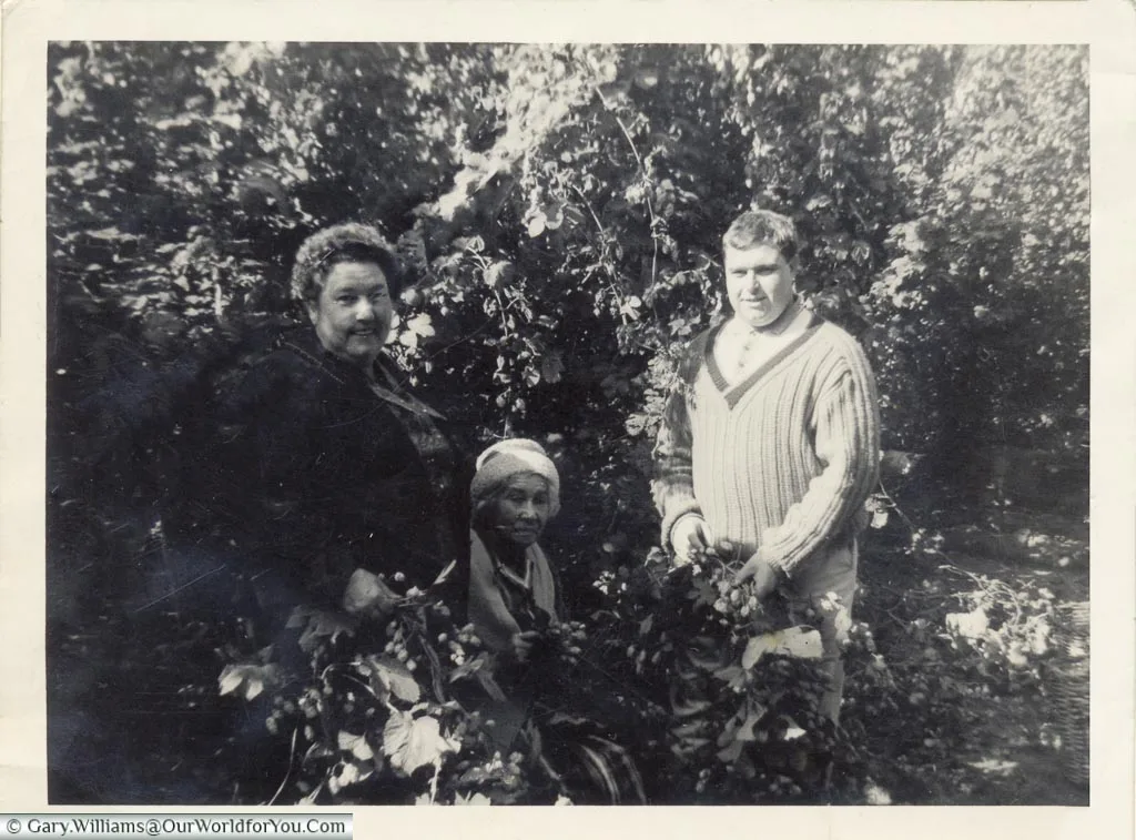 A black & white picture of the Tubbs family hop picking in the the 1960's