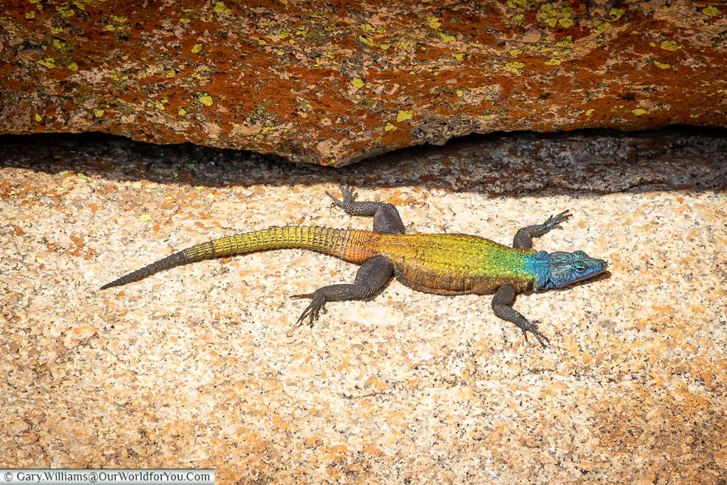 A colourful lizard, the Agama Lizard, with a blue head flowing into a green/yellow back that then travels onto orange and yellow tail.