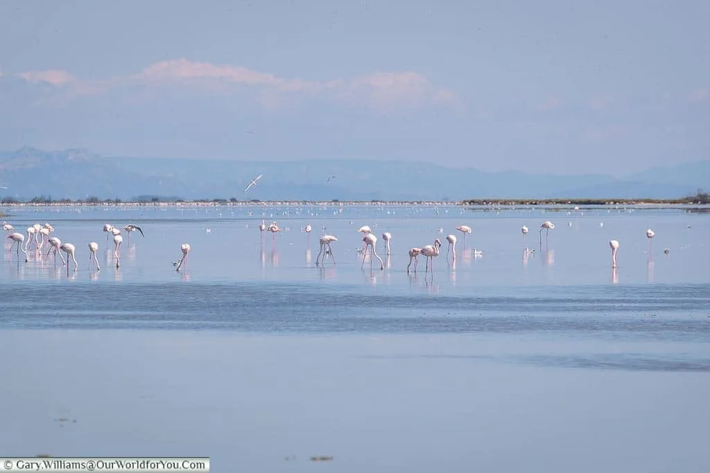 A large group of flamingoes wading in a lagoon in the Camargue.