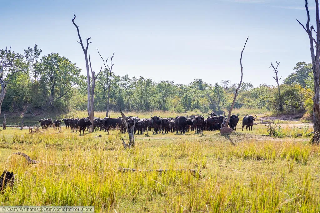 Buffalo watching us, watching them, Bush Walk, Rhino Safari Camp, Lake Kariba, Zimbabwe