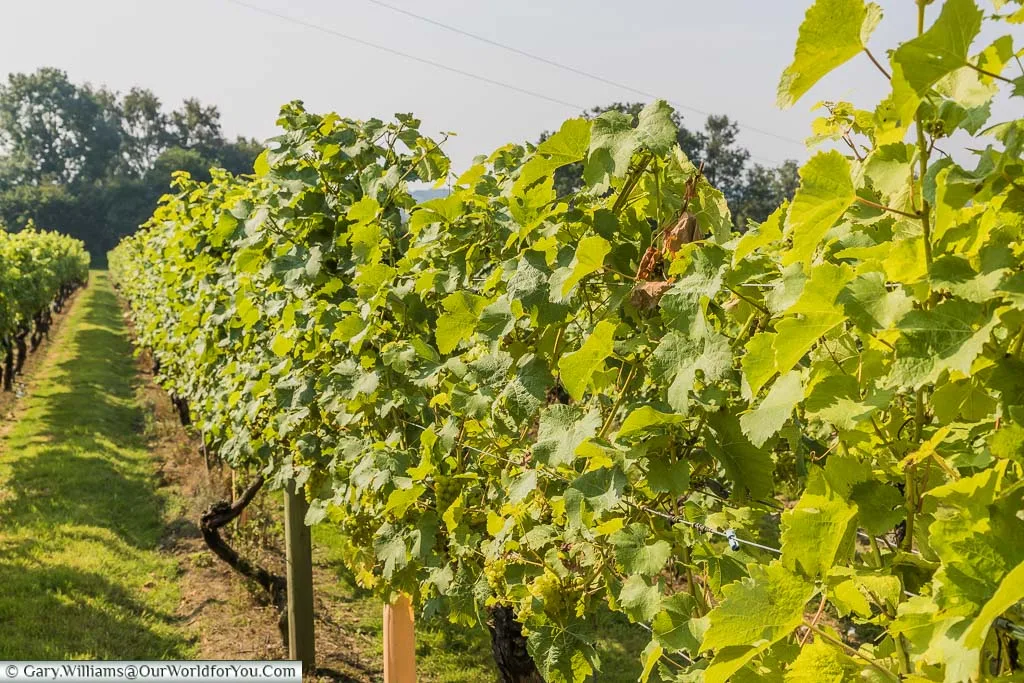 Chapel Down's Bacchus vines that were planted in 1987 on the sandy soil that mark this unique microclimate.