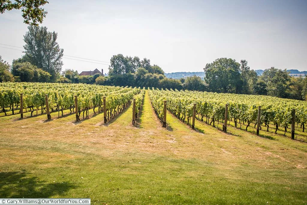 A view over the sloped ground that is now Bacchus vines. This land was once a shoreline during medieval times. We're now 11 miles from the coast.