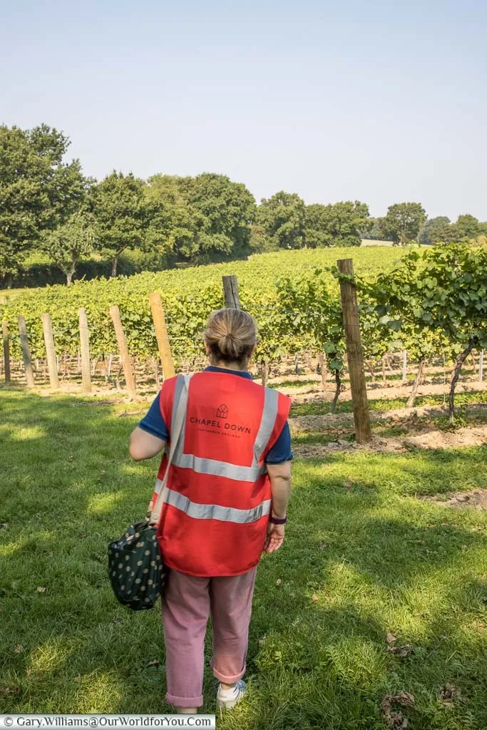 Janis in her high visibility Chapel Down gilet, a safety requirement, strolling alongside the Chardonnay vines.