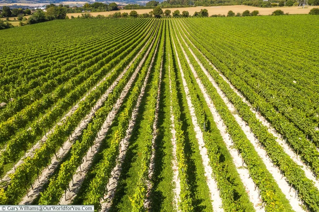 A shot of one field of vines at Kits Coty from a drone flying about 8 metres off the ground.