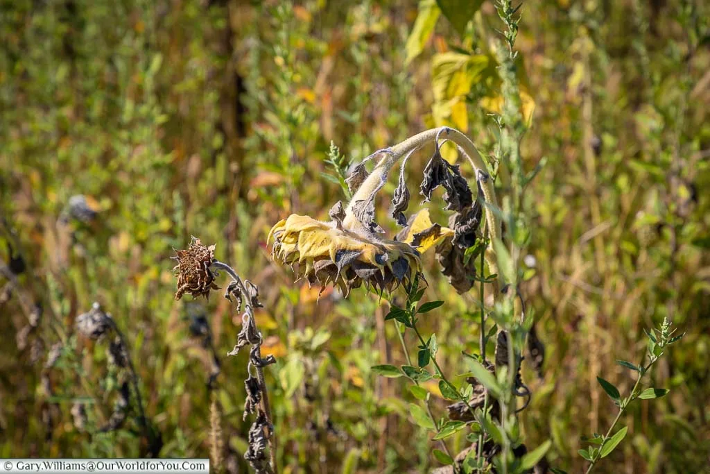 A drying sunflower head, drooping amongst the wildflowers of the garden of the Monastery Saint-Paul de Mausole.