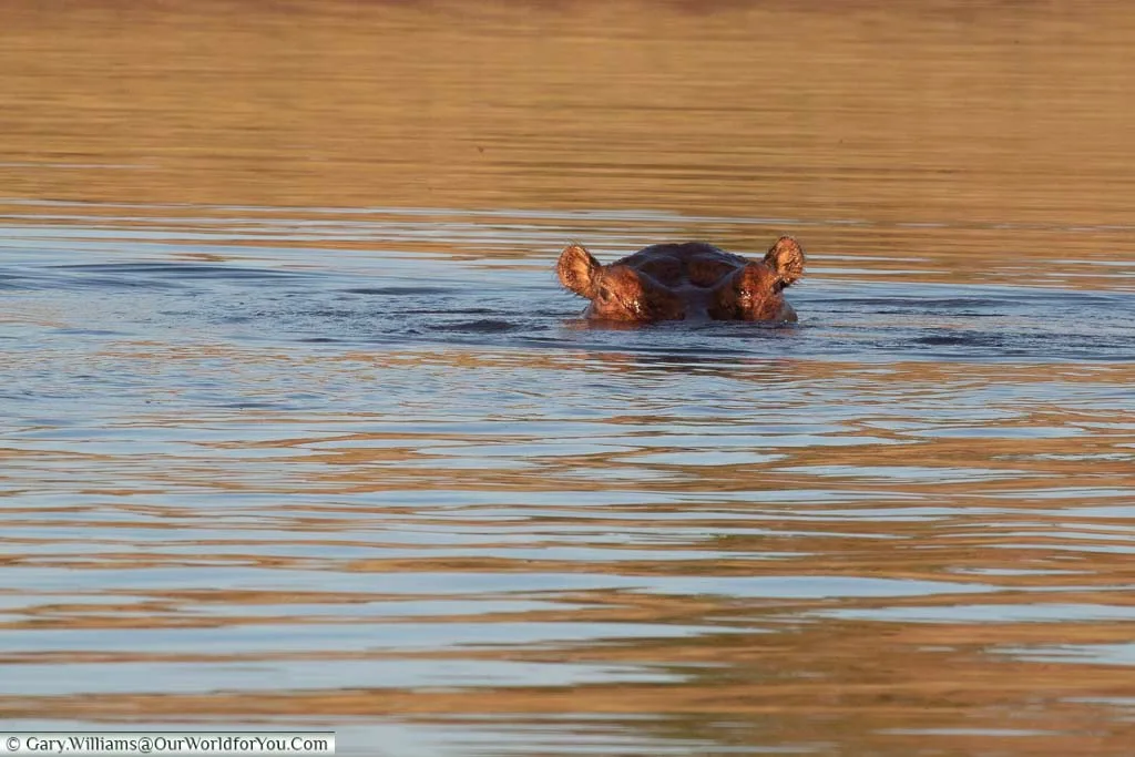 The eyes and ears on the top of the head of a lone hippo in the waters of Lake Lariba in Zimbabwe.