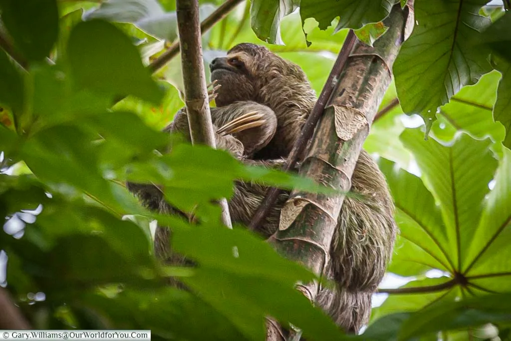 A 3 toed Sloth hiding in the canopy of the bush in the grounds of our hotel in Manuel Antonio , Costa Rica