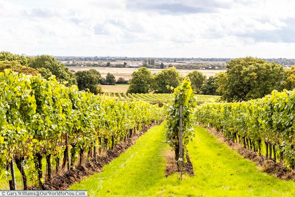 gusbourne estate tour review