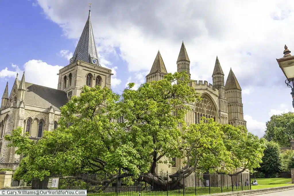 The ancient sprawling catalpa tree in front of rochester cathedral in kent