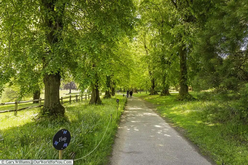 A narrow concrete parth running through lime alley at the national trust nymans country house and gardens in west sussex, england