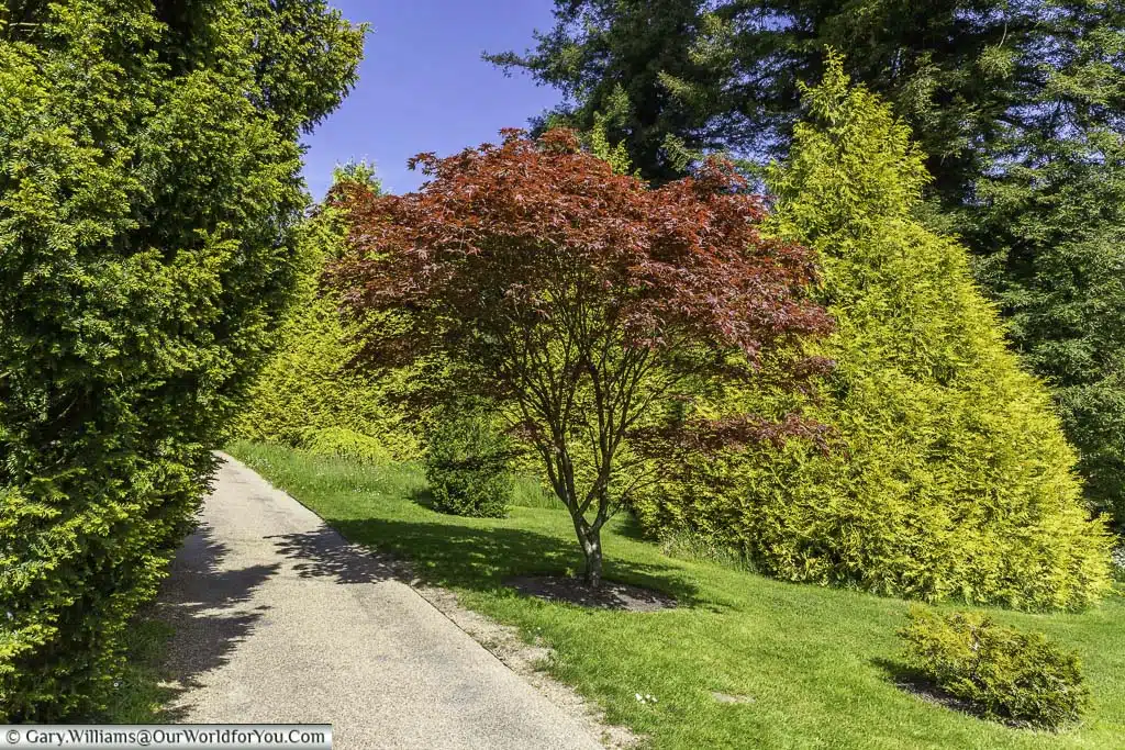 A path between the trees of nyman's pinetum in the west sussex countryside
