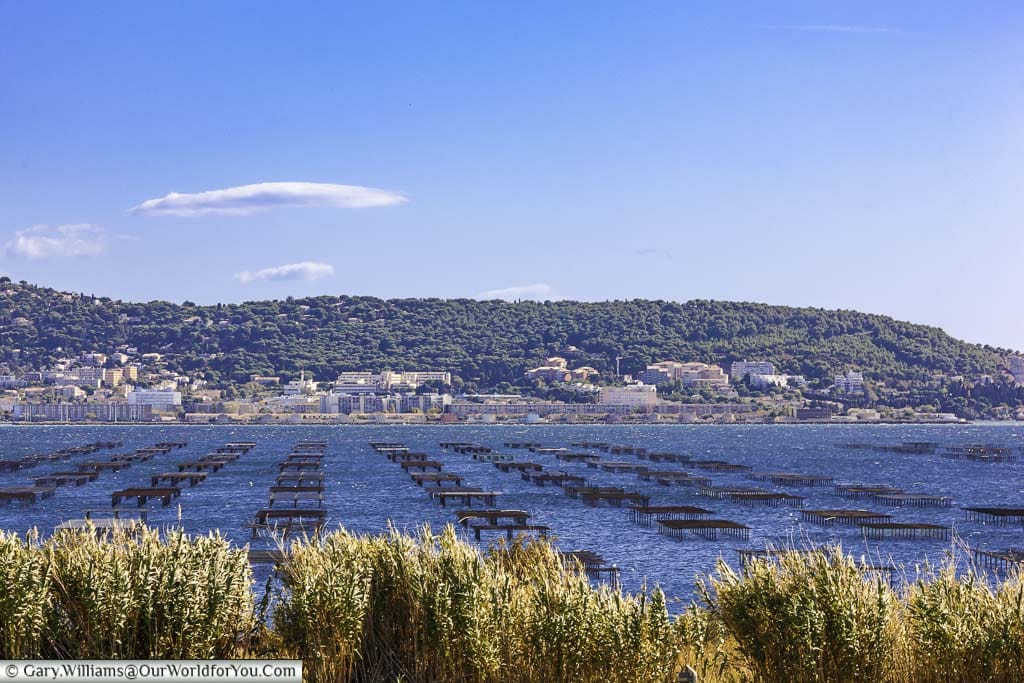 A lagoon just outside Sète in France filled with raised wooden oyster frames from which the seafood is cultivated