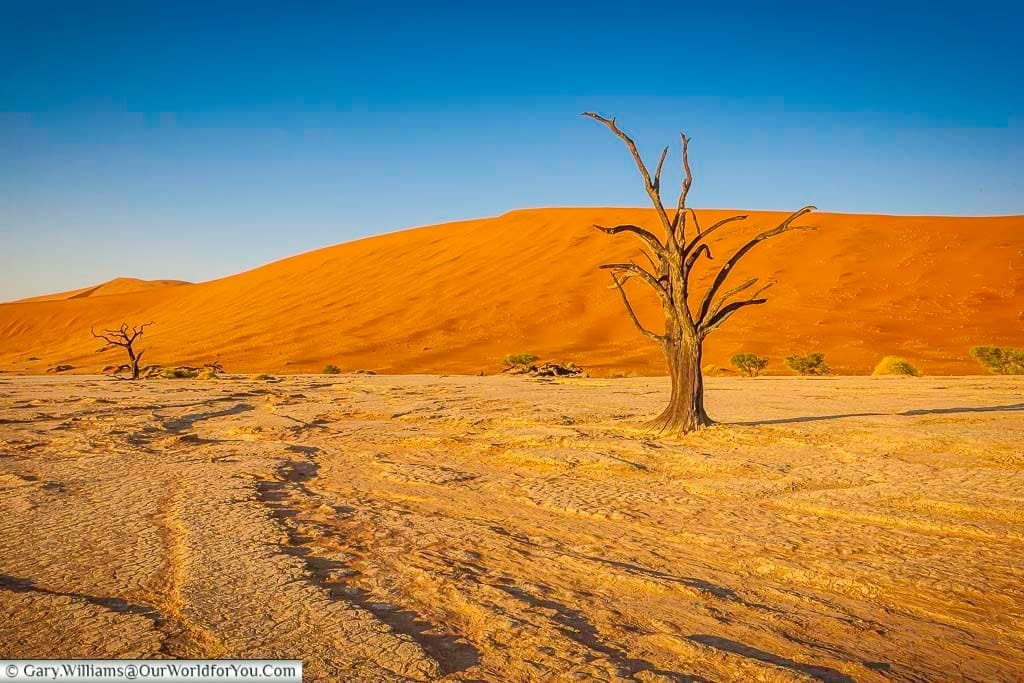 A lone dead tree stands in the middle of the vast desert landscape of deadvlei, namibia, with a sand dune in the background.