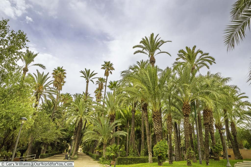 Featured image for “The Palm Tree Groves of Elche, Spain”