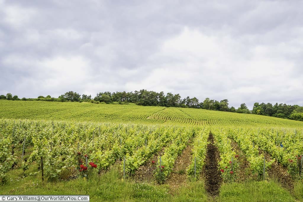 A view of young vines growing in the champagne region of France and you can clearly see red roses at the end of each row placed there to aid pollination