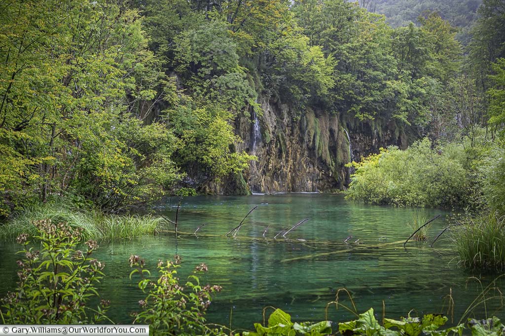a view of the lush green landscape, with fallen tree trunks in the clear aqua-green waters of plitvice lakes in croatia